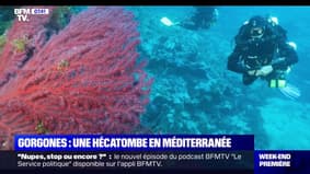 Méditerranée: la hausse des températures entraîne la mort des coraux 