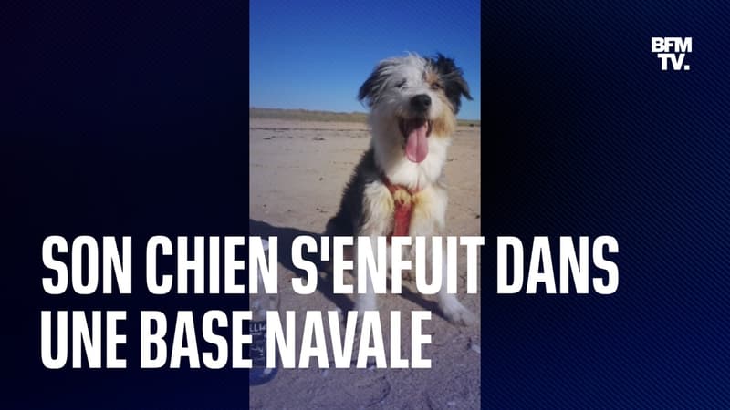 Toulon: un chien s'enfuit dans la base navale, son propriétaire le cherche depuis deux semaines