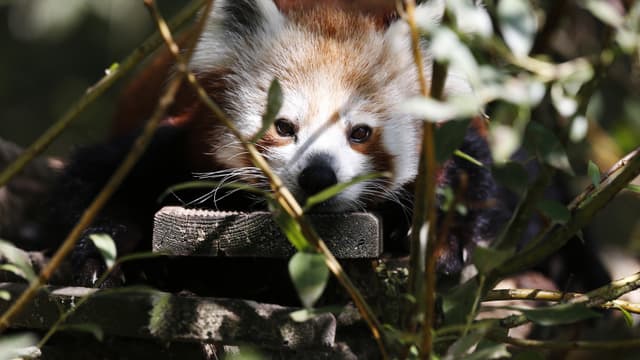 Un panda roux au zoo Biotropica à Val-de-Reuil, le 28 août 2018 (photo d'illustration)