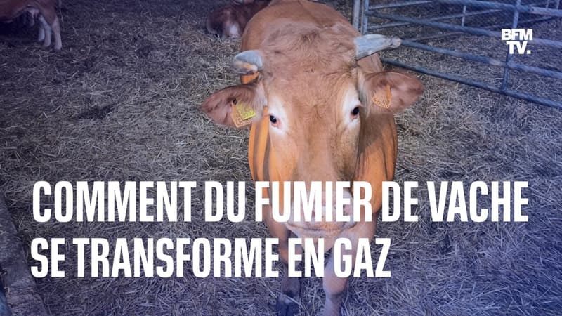 Voici comment cet agriculteur produit du gaz avec le fumier des vaches et les déchets de sa ferme