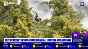 Des bouquetins dans un hameau ubayen abandonné