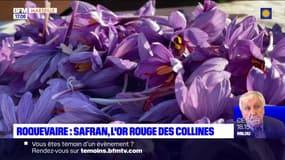 Roquevaire: le safran, l'or rouge des collines