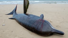 Une baleine à bec s'est échouée sur la plage de Sangatte, dans le Pas-de-Calais.