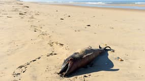 Un dauphin mort sur une plage. (illustration)