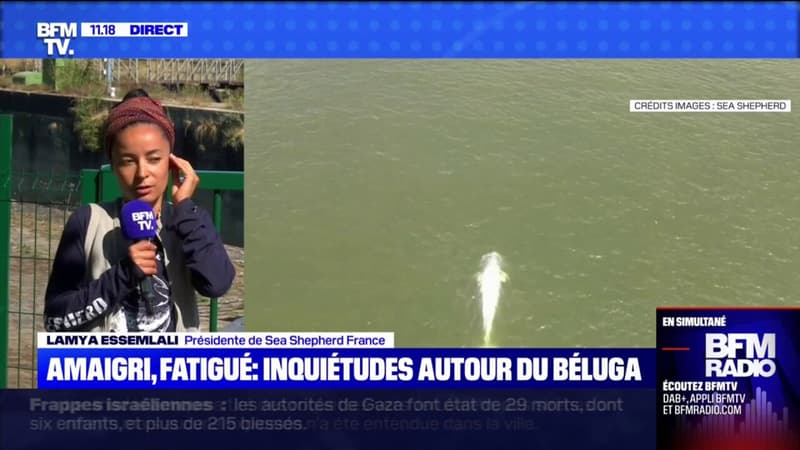 Sauvetage du béluga piégé dans la Seine: les secours envisagent 