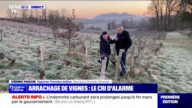 En pleine crise, les vignerons bordelais prêts à arracher leurs vignes