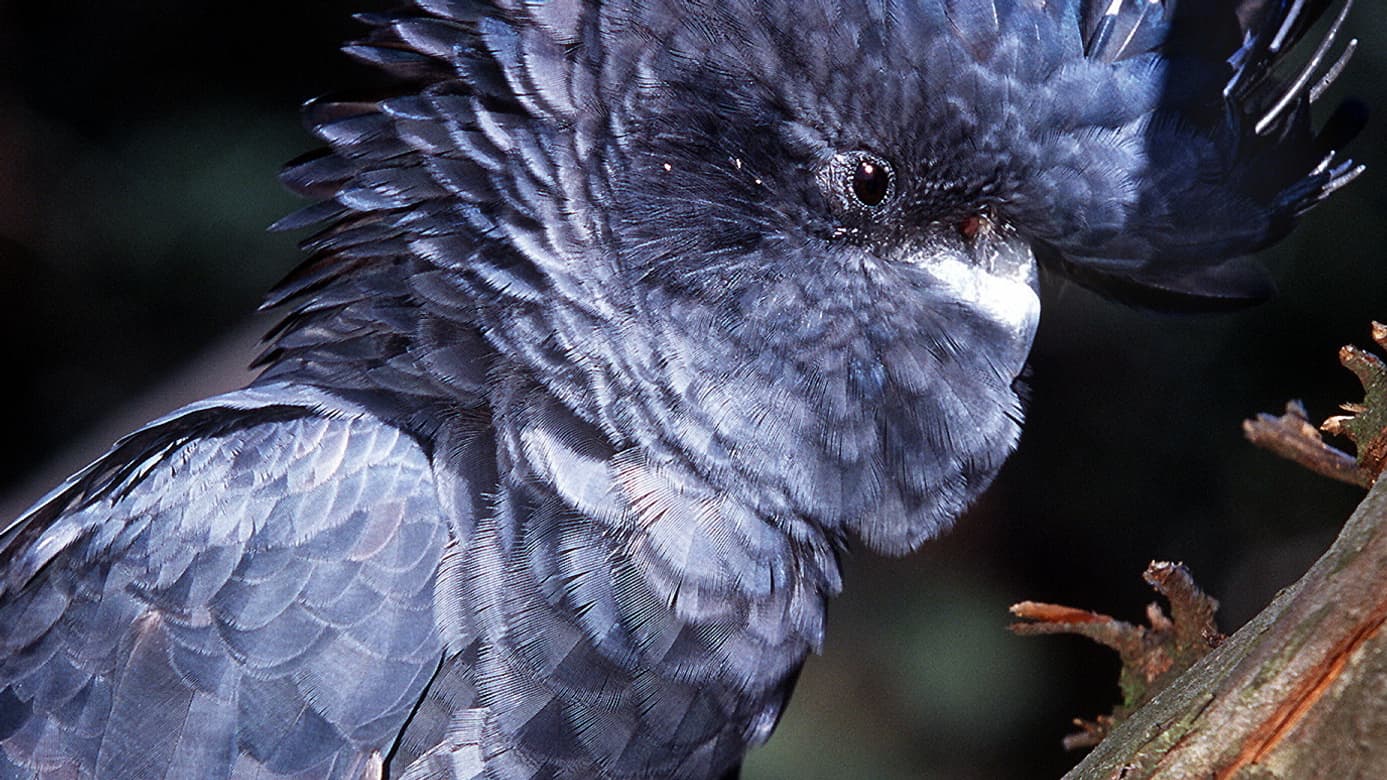 Photo d'un Glossy Black-Cockatoo, une espèce de cacatoès australien