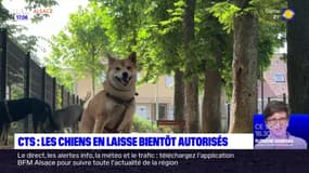 Eurométropole de Strasbourg: les chiens autorisés à monter dans les tramways dès cet été