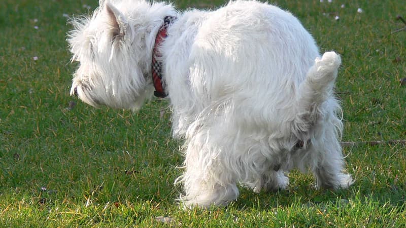 Un chien faisant ses besojns dans un parc à Lille (photo d'illustration).