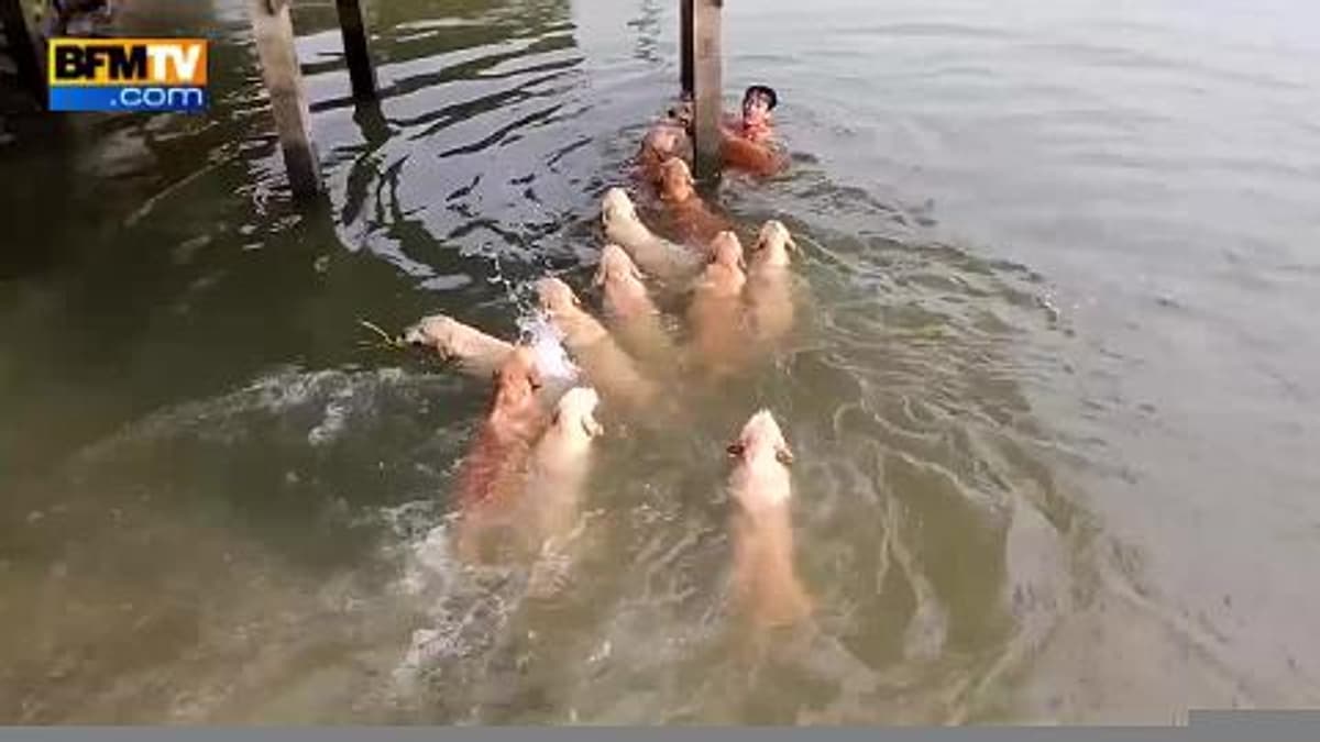 placeholder video