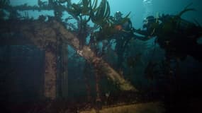 Des plongeurs explorent l'épave du super pétrolier Amoco-Cadiz à 25 mètres de profondeur, au large de la côte de Portsall, dans le nord-ouest de la France, le 5 octobre 2018. (image d'illustration)