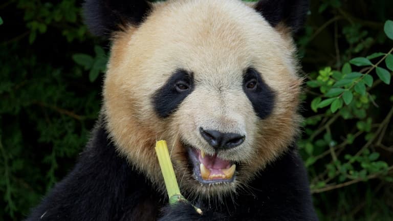 Yuan Meng, le premier panda né en France en 2017 a quitté le ZooParc de Beauval (Loir-et-Cher) pour rejoindre la Chine Yuan Meng, le premier panda né en France en 2017 a quitté le ZooParc de Beauval (Loir-et-Cher) pour rejoindre la Chine