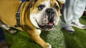 Un chien American Bully,  le 5 septembre 2015 à Hattiesburg, en Amérique. 