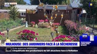 Mulhouse: les jardiniers forcés de s'adapter à la sécheresse