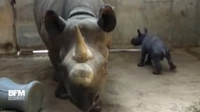 Ce bébé rhinocéros noir est né dans le Missouri