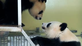 La femelle panda Huan Huan et le mâle Huan Zi se rapprochent avant leur accouplement au zoo de Beauval, à Saint Aignan, le 20 mars 2021