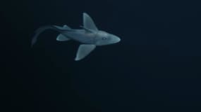 Un requin fantôme. (Photo d'illustration)