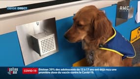 En Alsace, des chiens renifleurs détectent le Covid-19 dans les Ehpad