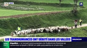 Dévoluy: les transhumances ont débuté dans les vallées 
