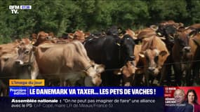 Le Danemark va taxer les pets de vache pour réduire les émissions de gaz à effet de serre