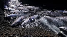 Après avoir failli disparaître, le thon rouge de Méditerranée a repeuplé la mer à force de quotas.