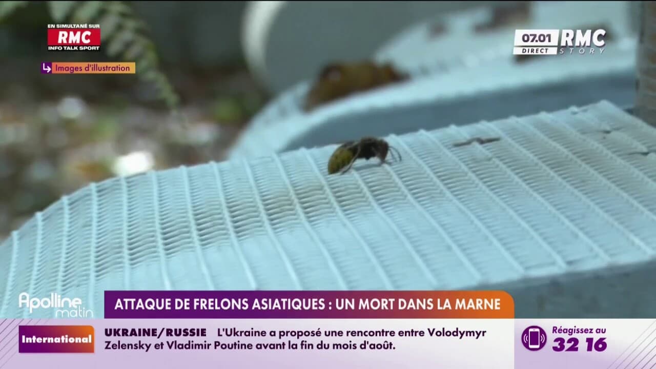 Mort 67 Un homme de 67 ans est mort après avoir été piqué par des frelons ...