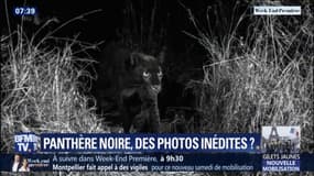 Des photos de léopard noir pas si rares 