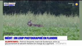 Nord: un loup photographié en Flandre