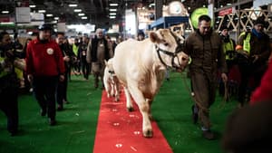 Idéale, vache égérie de l'édition 2020 du Salon de l'agriculture.