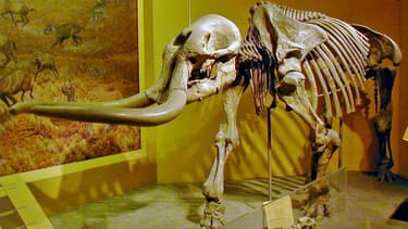Un squelette de Stegomastodon au Smithsonian National Museum of Natural History, à Washington DC, en 2009. (Photo d'illustration)