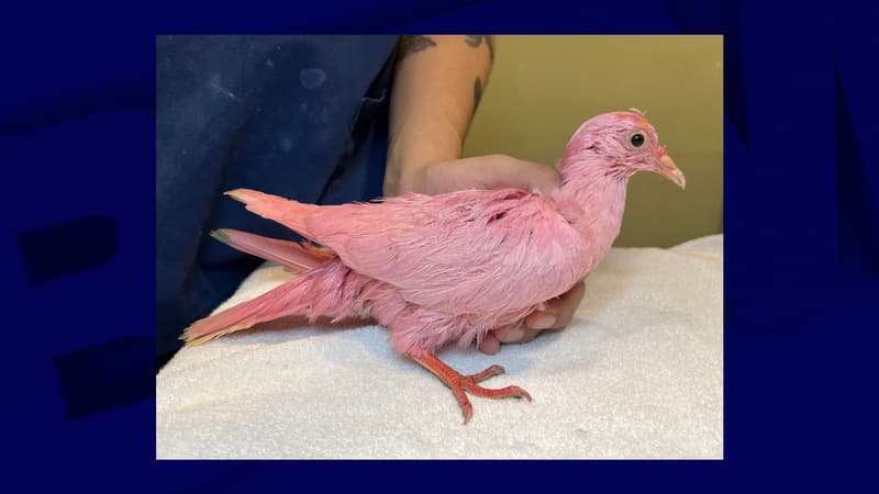 Un pigeon teint en rose retrouvé affamé à New York, la piste d'un 