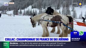 Hautes-Alpes: le championnat de France de ski joëring organisé à Ceillac