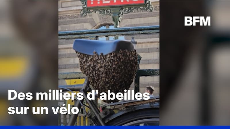 Paris: un essaim d'abeilles se forme sous la selle d'un vélo près du Louvre