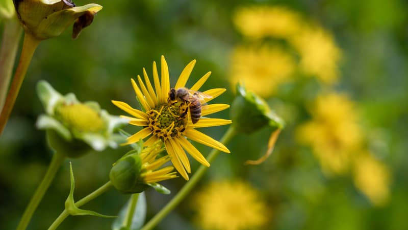 Une abeille en train de butiner dans les Vosges - photo du 13 août 2020