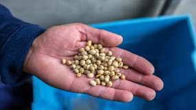 Un employé tient dans sa main des grains de soja à Revel (Sud de la France), le 12 juillet 2021