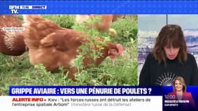 Y aura-t-il une pénurie de poulets ? BFMTV répond à vos questions
