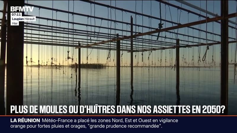 "Les années difficiles se rapprochent": les culture de moules et d'huîtres menacées en raison du réchauffement climatique