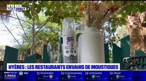 Hyères: les restaurants envahis de moustiques
