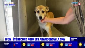 Lyon : été record pour les abandons à la SPA