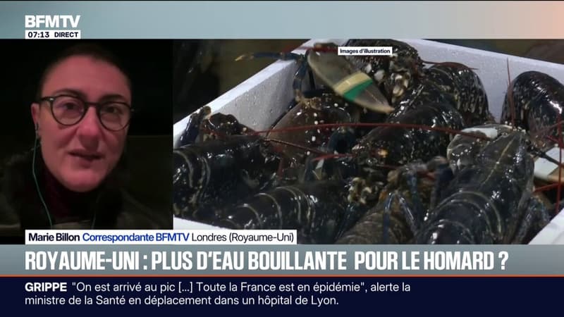 Au Royaume-Uni, un projet de loi propose d'interdire de cuire les homards dans de l'eau bouillante