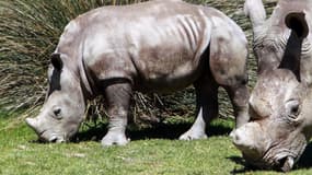 Lima, la mère du bébé rhinocéros né début septembre, alors âgée de 6 mois pour ses premiers pas à la réserve africaine de Sigean dans l'Aude, le 23 avril 2013. 