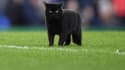 Le chat noir qui a interrompu Everton-Wolverhampton