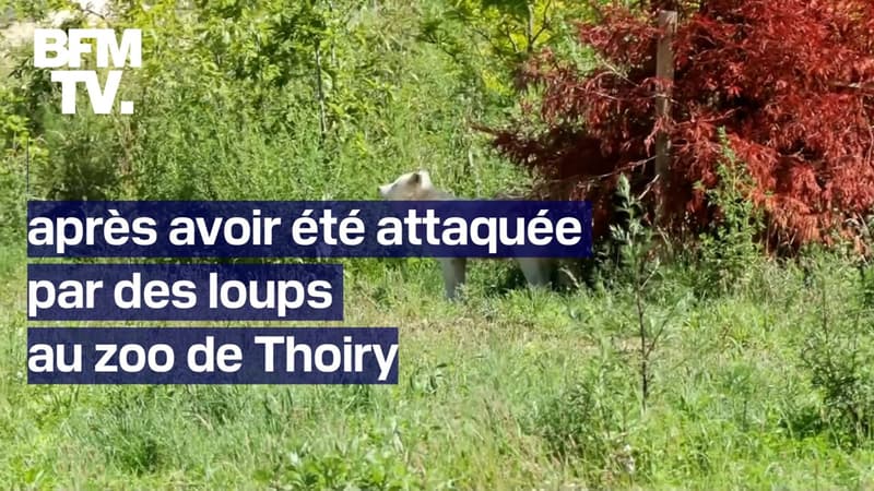 Une joggeuse grièvement blessée après une attaque de loups au zoo de Thoiry
