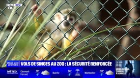 Var: la sécurité est renforcée au zoo de la Londe-les-Maures après les vols de singes