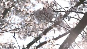 Des arbres en fleurs, le 21 mars 2016