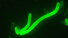 Yersinia pestis, la bactérie responsable de la peste bubonique.
