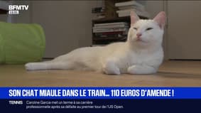 Son chat miaule lors d'un trajet en TGV, elle doit payer 110 euros d'amende
