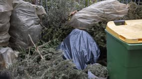 Des amonts de sapins de Noël dans les rues de Paris à l'hiver 2020. 