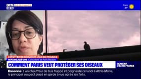 Un "plan de protection des oiseaux" adopté ce mercredi par le Conseil de Paris