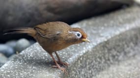 Un Garrulaxe hoamy, l'une des espèces concernées par le trafic illégal d'oiseaux. (Photo d'illustration)